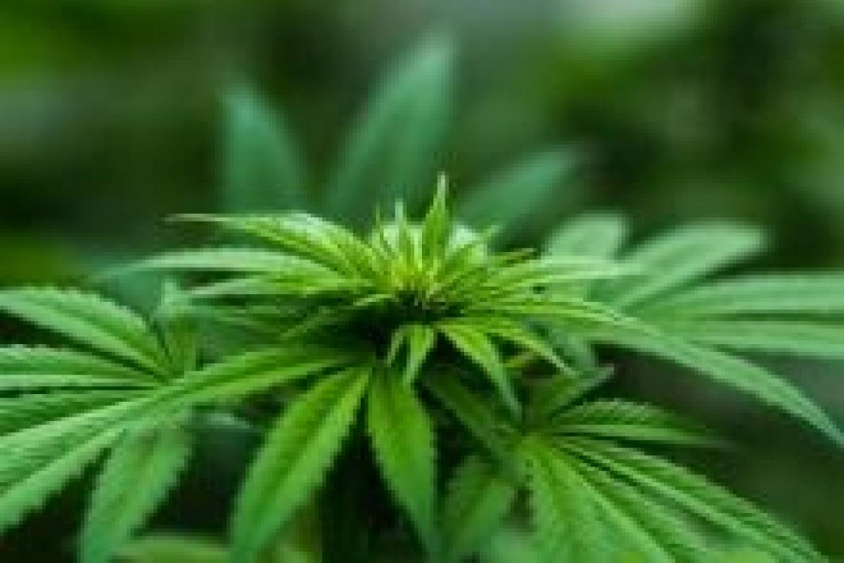 Picture of cannabis plant