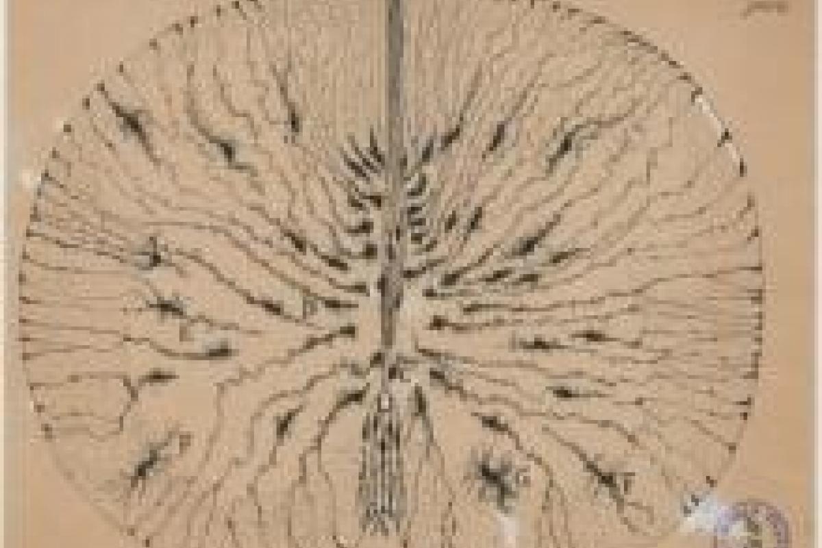 Santiago Ramón y Cajal, Spanish, 1852-1934: Epitelio y neuroglia primitivos de ratón (Glial cells of the mouse spinal cord), 1899, ink and pencil on paper. Courtesy of Instituto Cajal (CSIC).