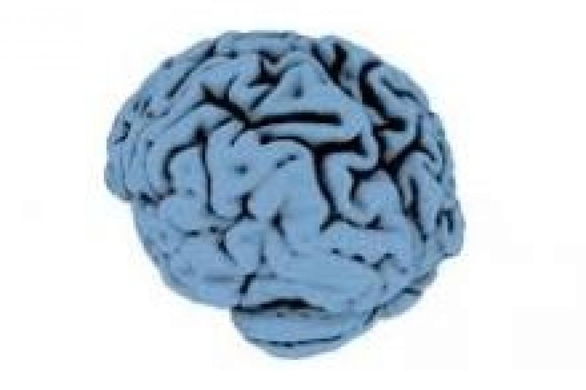 3D model of cerebellum, courtesy of National Institutes of Health