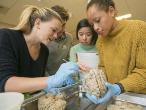 Students looking at a human brain