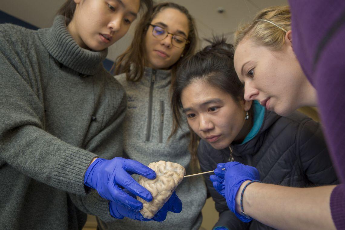 Group of Students Studying a brain model