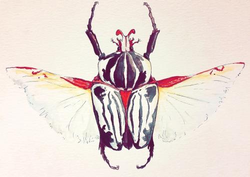 Monroe Goliath Beetle Illustration